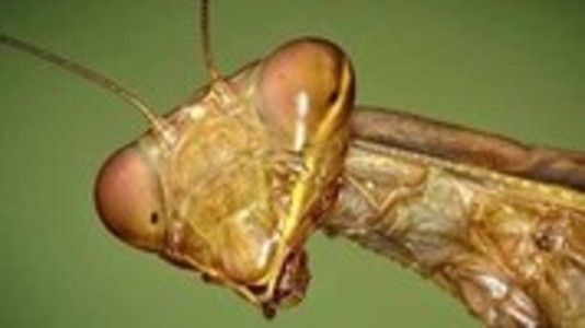 Съеденный супруг, или Штрихи к портрету хищного святоши