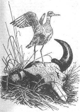 Хроники песчаного графства