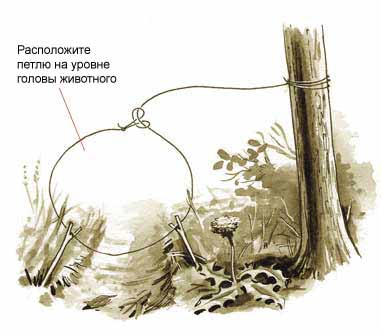 Выживание в условиях дикой природы