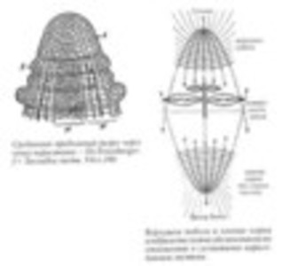 Образ человека как основа искусства врачевания - Том I. Анатомия и физиология