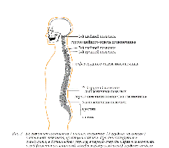 Болезнь Бехтерева