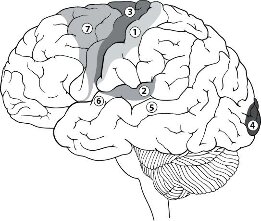 Ми — це наш мозок